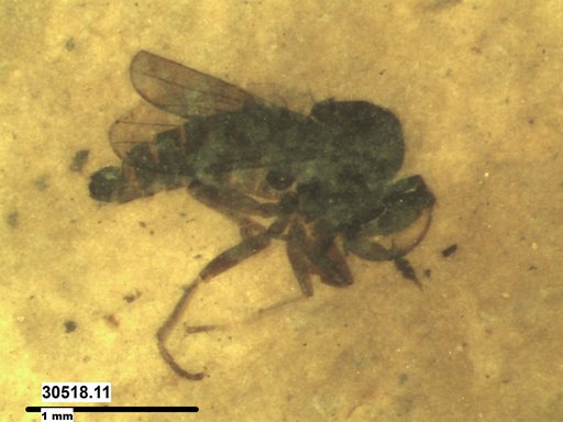 Diptera