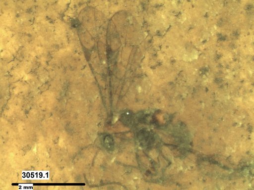 Braconidae