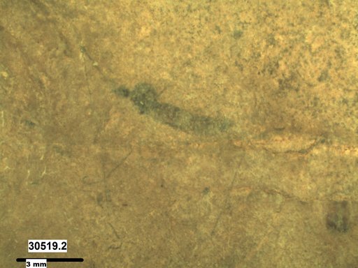 Diptera