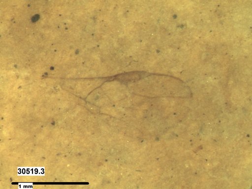 Braconidae