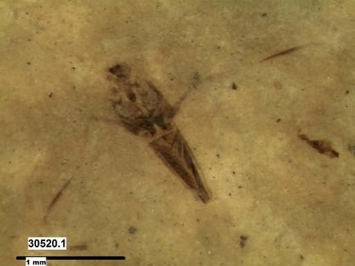 Notonectidae