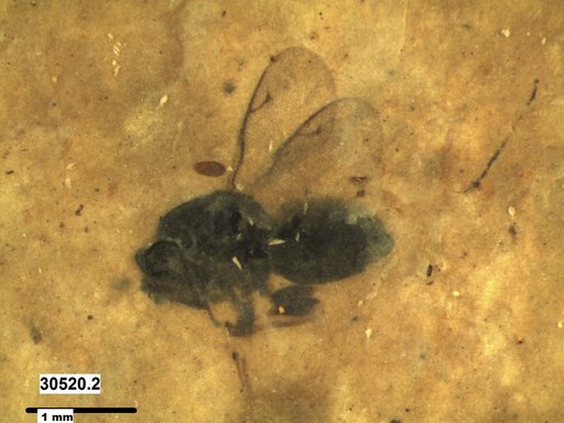 Genus sp