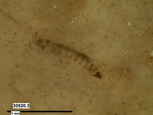 Genus sp