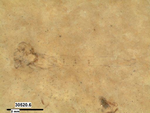 Mycetophilidae