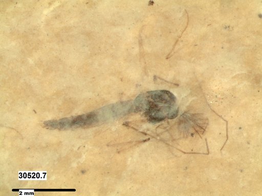 Genus sp