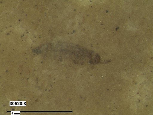 Genus sp