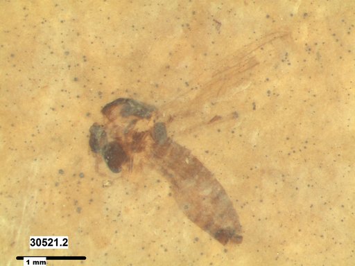 Diptera