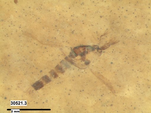 Chaoboridae
