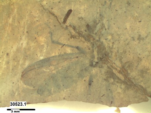 Genus sp