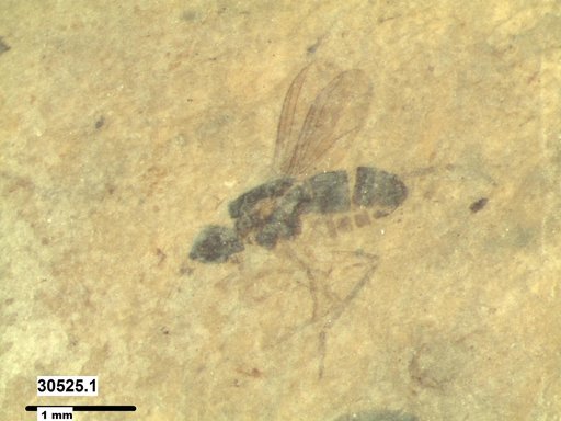 Diptera