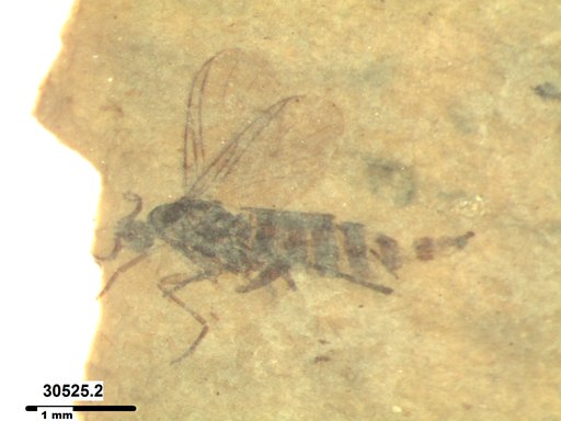 Diptera