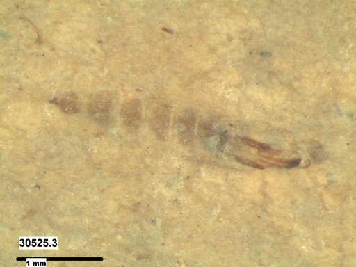 Chaoboridae