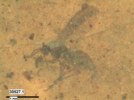 Diptera