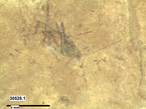 Aphididae
