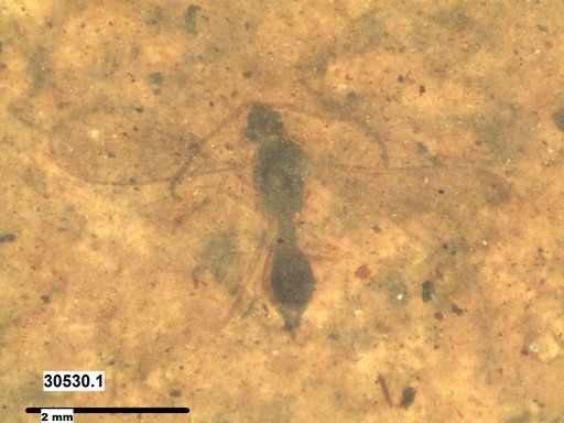 Diapriidae
