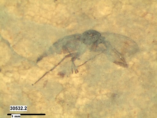 Sciaridae