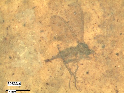 Diptera