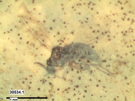 Diptera