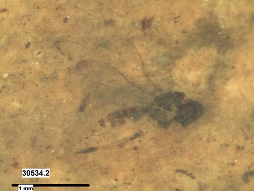 Genus sp