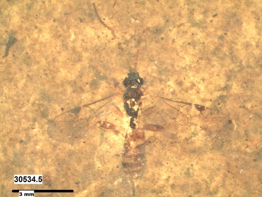 Ichneumonidae