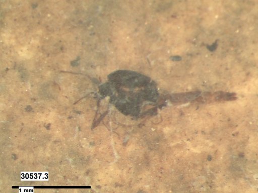 Diptera