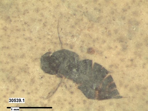 Genus sp