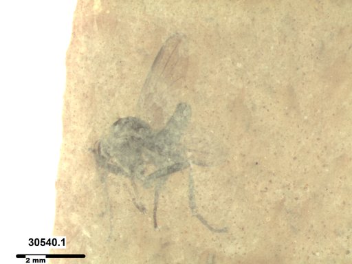 Diptera