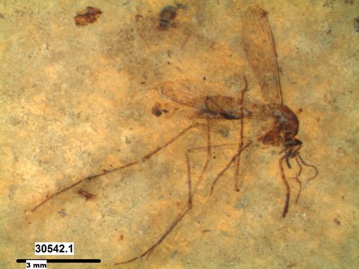 Genus sp