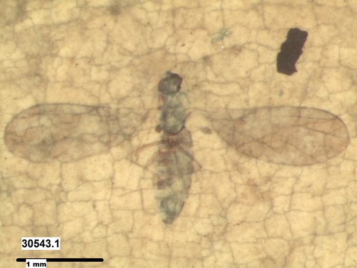 Diptera