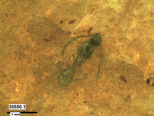 Diapriidae
