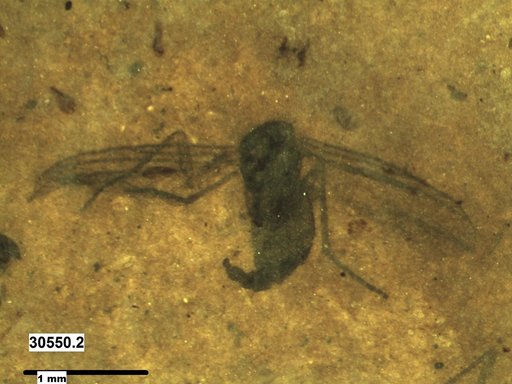 Diptera