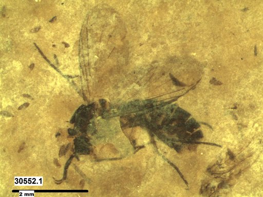 Diptera