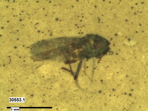 Diptera
