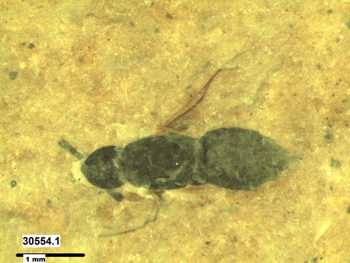 Genus sp