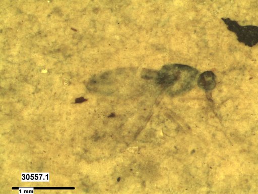 Diptera