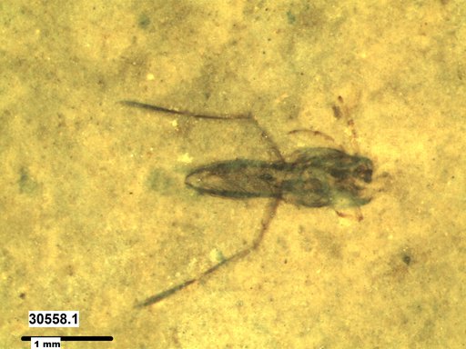 Notonectidae