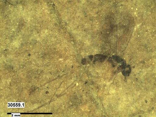 Diptera