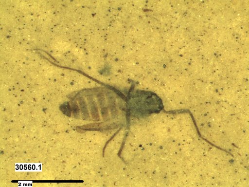 Diptera