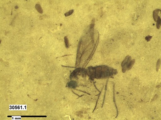 Diptera