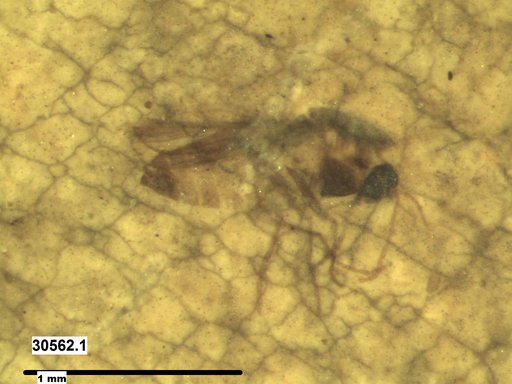 Diptera