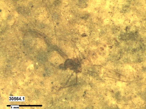 Diptera