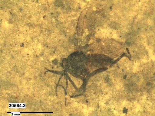 Diptera