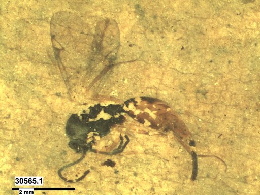 Proctotrupidae