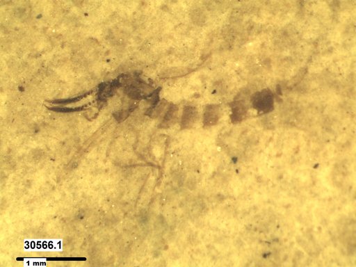 Chaoboridae