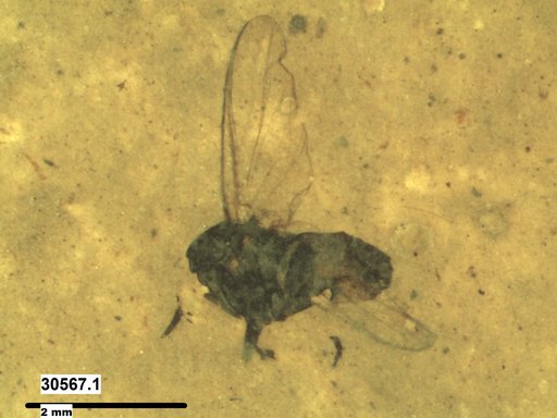 Diptera