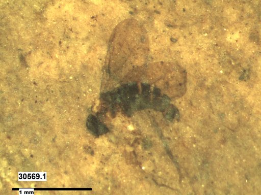 Diptera