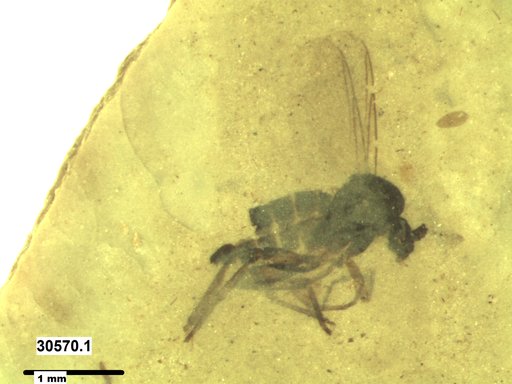 Diptera