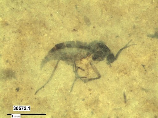 Sciaridae