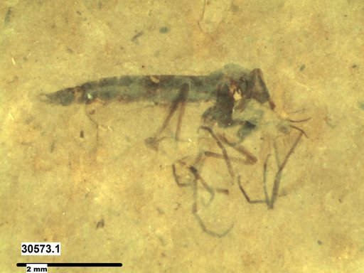 Genus sp