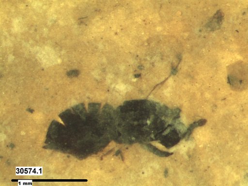 Genus sp